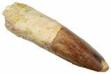 Fossil Spinosaurus Tooth - Real Dinosaur Tooth #265061-1